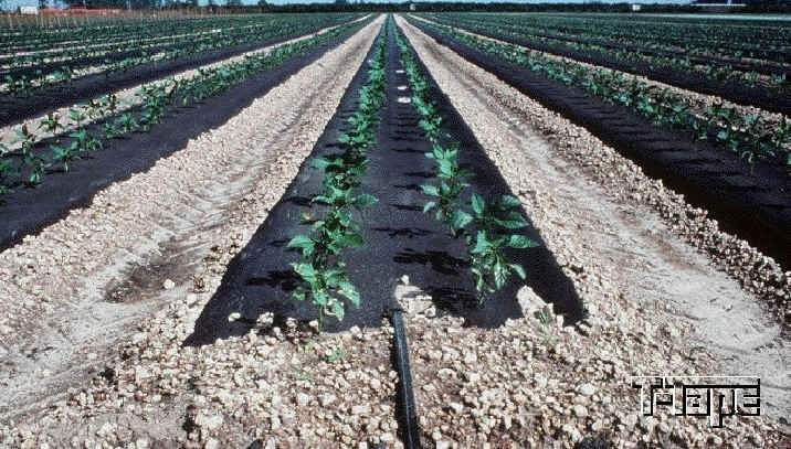 Polje09